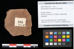 Foto (Objekt + Etikett) von Glyptostrobus europaeus Brongniart (NHMW-GEO-2024-0188-0165)